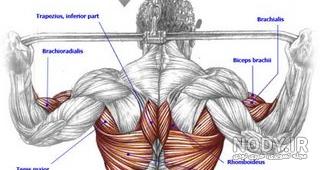 آموزش آناتومی عضلات بدن