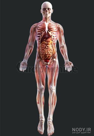 آناتومی عضلات بدن pdf