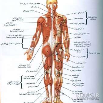 آناتومی عضلات بدن pdf