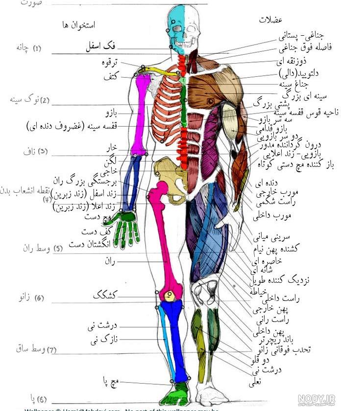 آناتومی عضلات بدن ppt