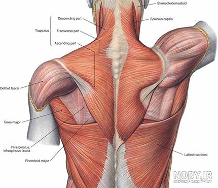 آناتومی عضلات بدن انسان pdf