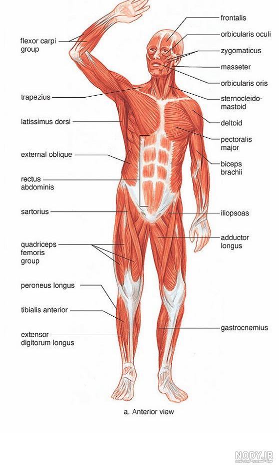 آناتومی عضلات بدن در بدنسازی pdf