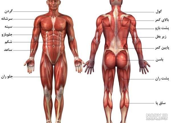 تصاویر آناتومی عضلات بدن