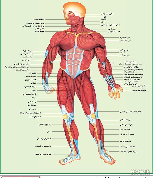 تصویر عضلات بدن