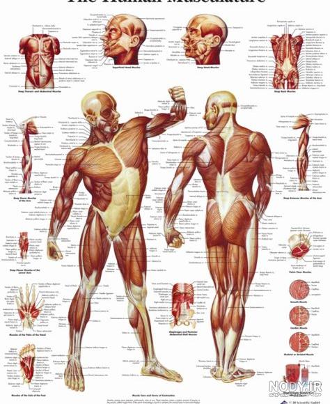 تعداد عضلات بدن