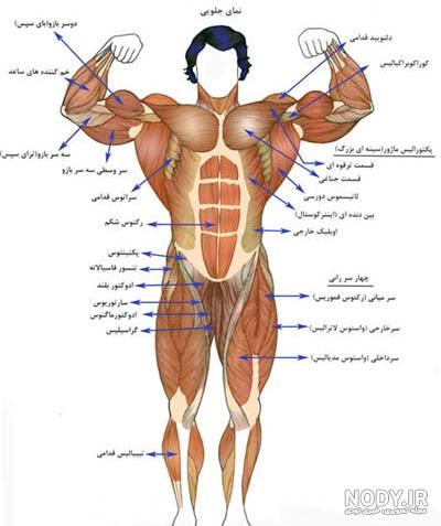 تعداد عضلات بدن چند عدد است