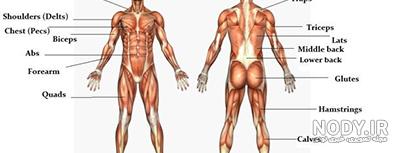 جزوه آناتومی عضلات