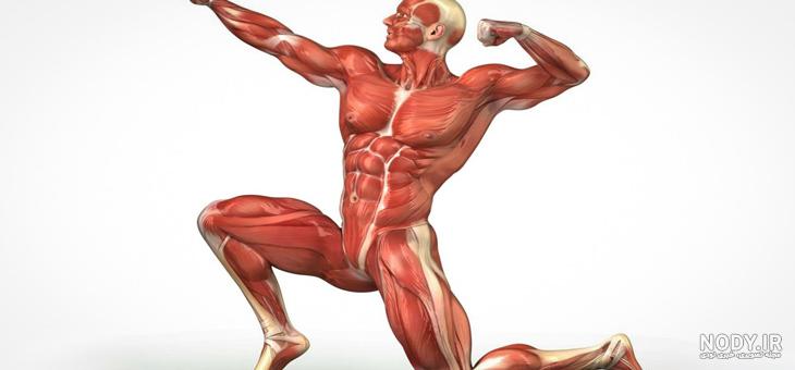 عکس آناتومی عضلات بدن