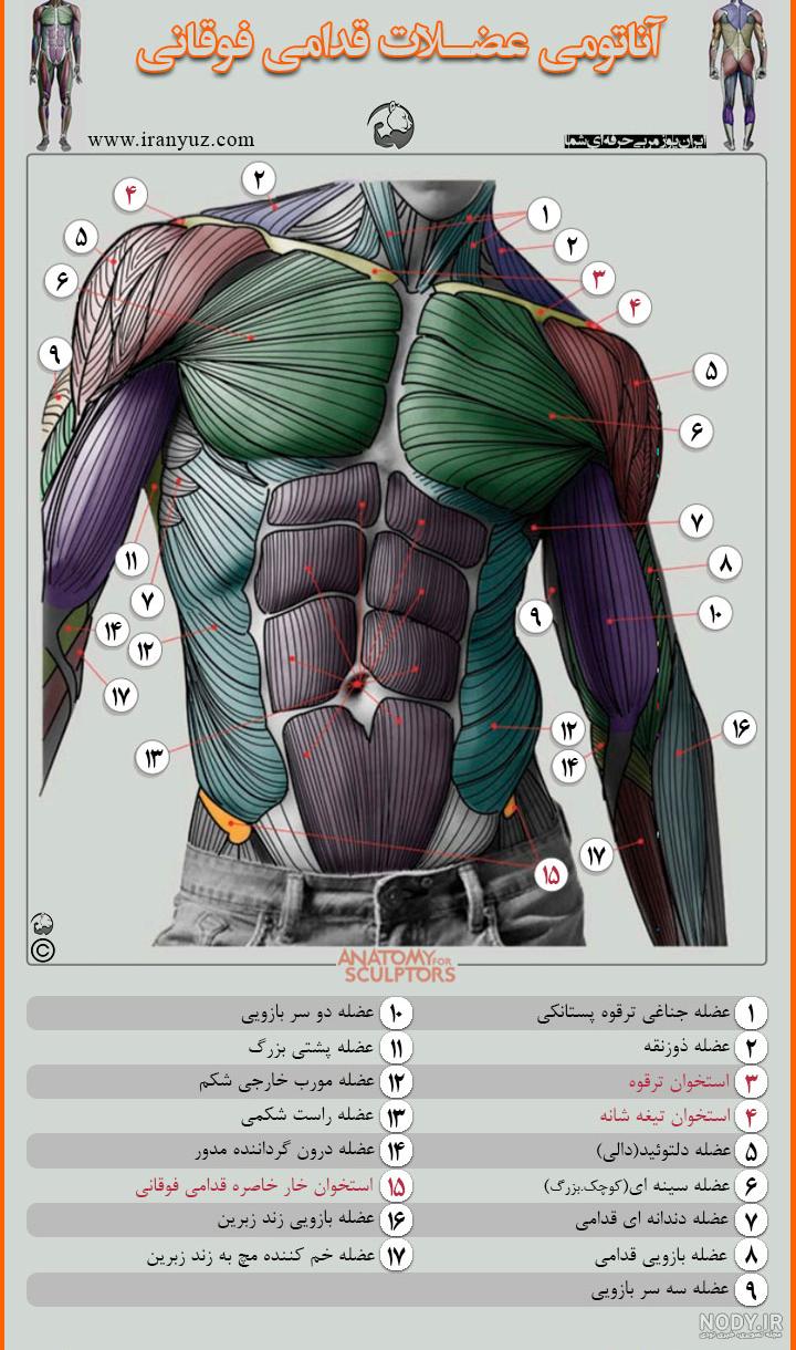 فیزیولوژی بدن انسان pdf