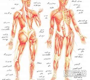 مهمترین عضلات بدن