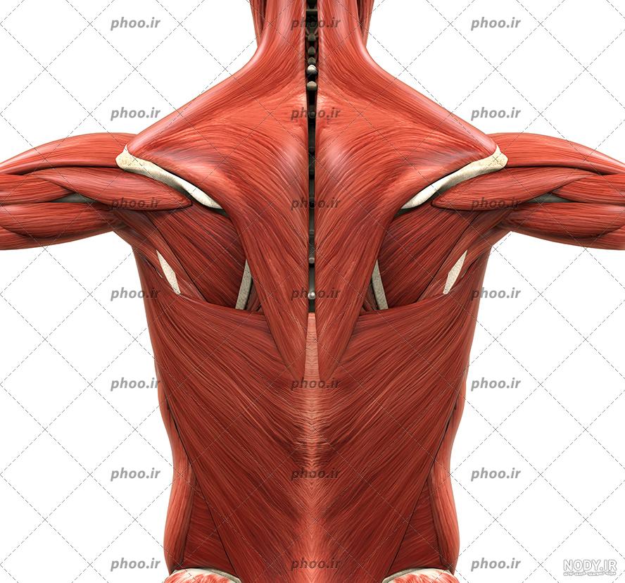 نام عضلات بدن در بدنسازی