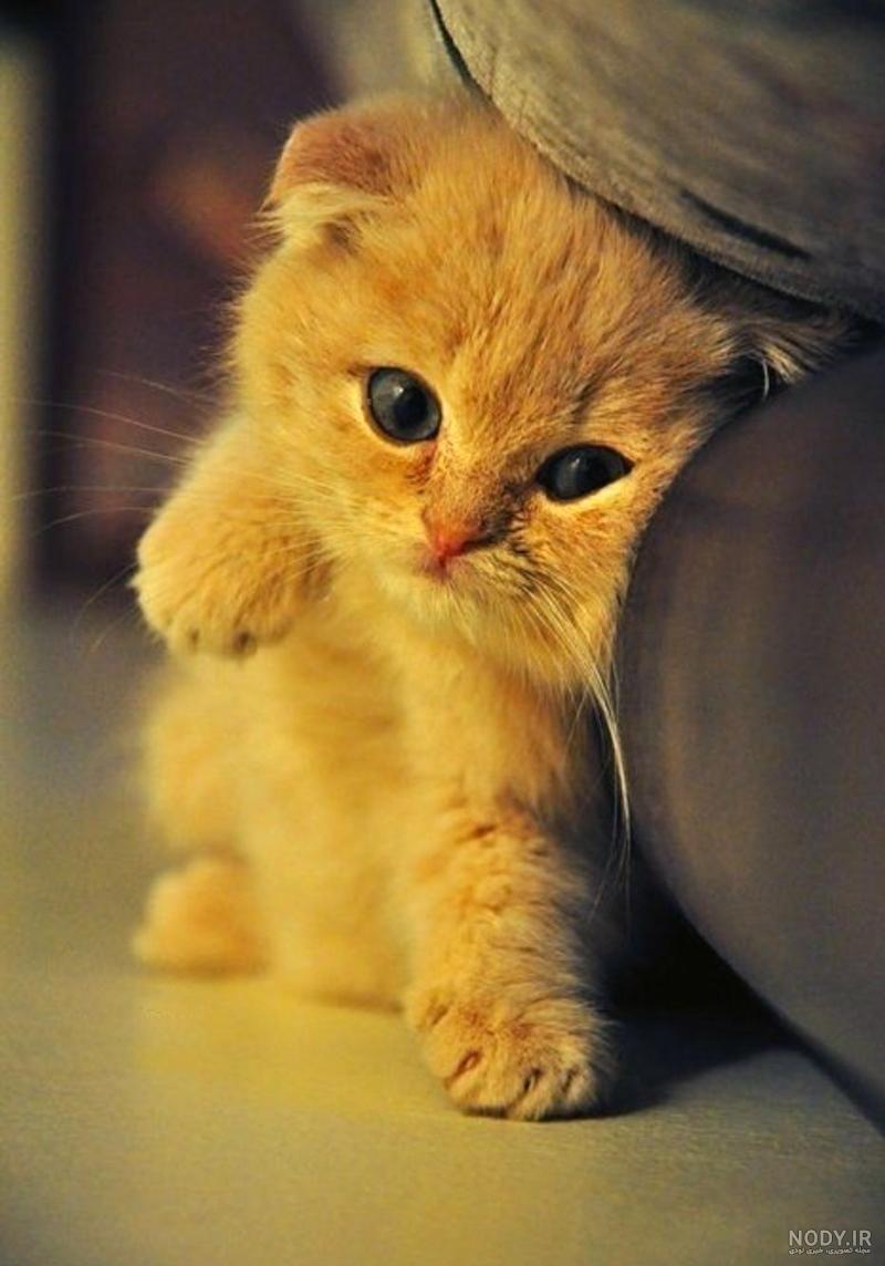 عکس بچه گربه ناز و خوشگل