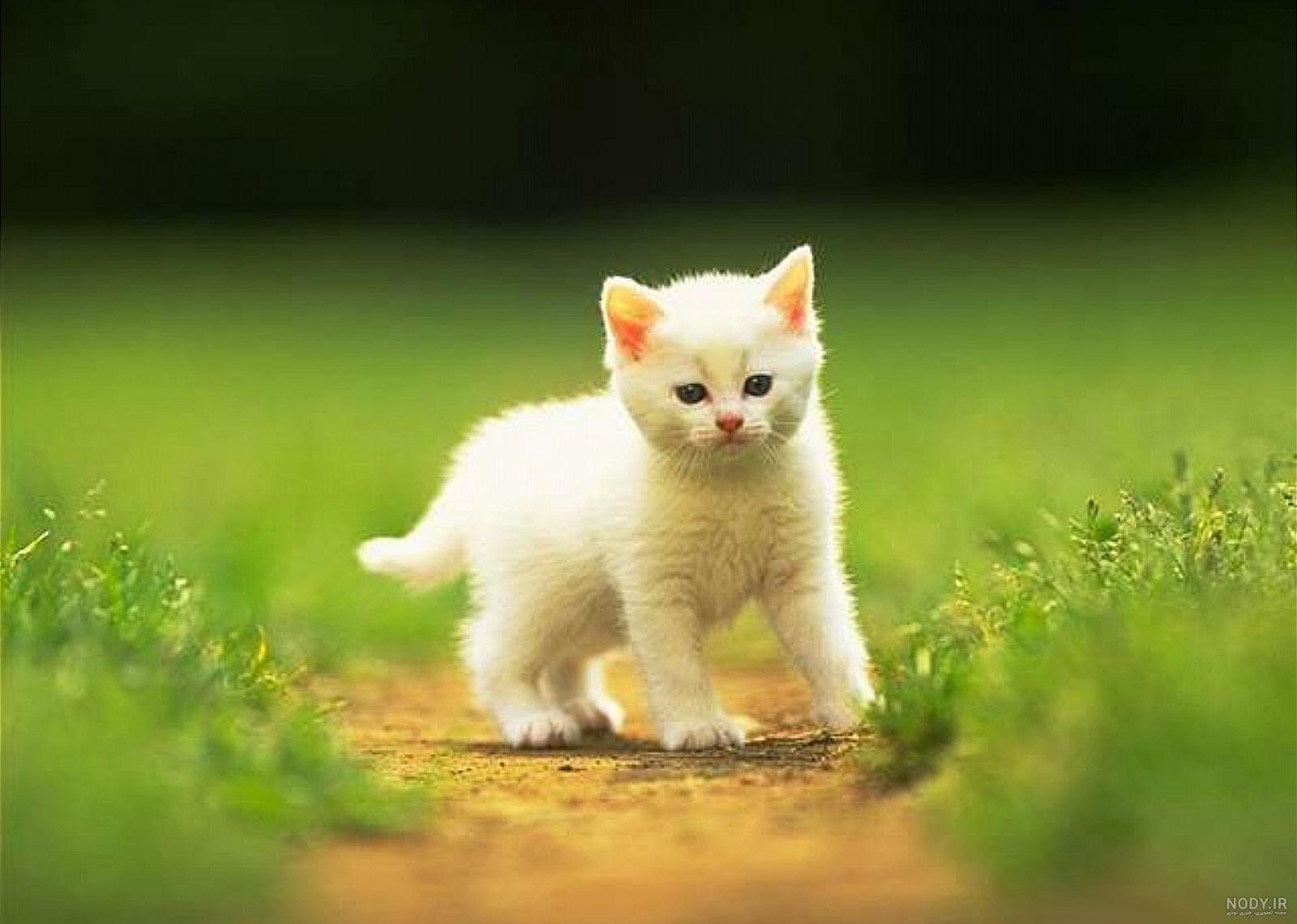 عکس گربه پشمالو سفید