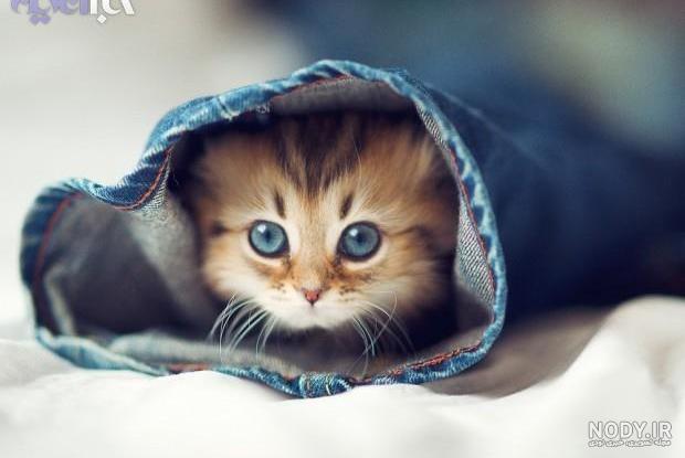 عکس گربه کوچولو پشمالو