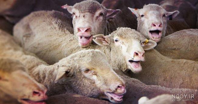 بیماری تنفسی گوسفندان