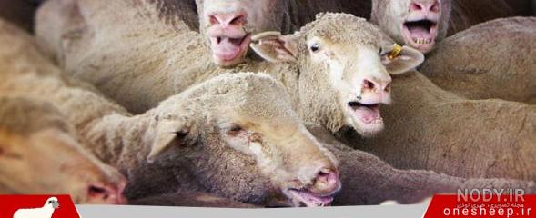 درمان خانگی سرفه گوسفندان