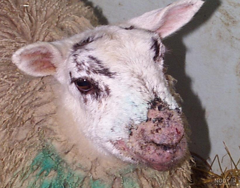 درمان سرفه و آبریزش بینی گوسفندان