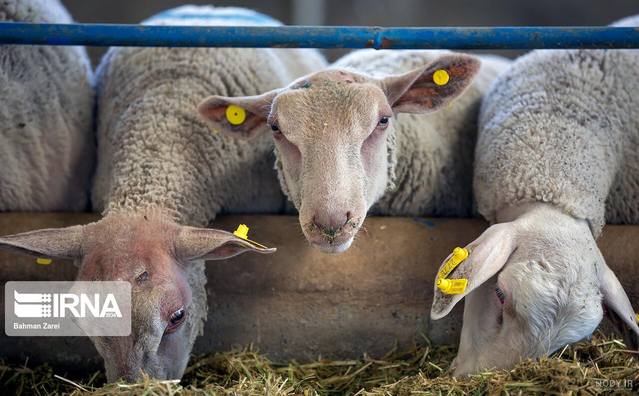 درمان عفونت گوسفندان