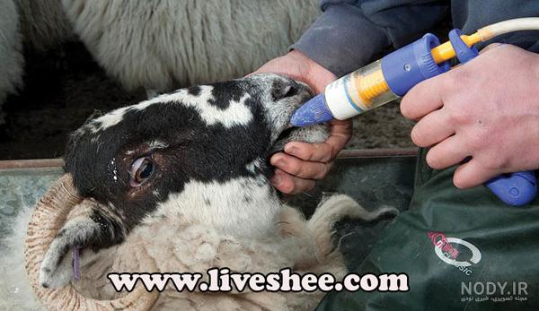 درمان پنومونی گوسفندان