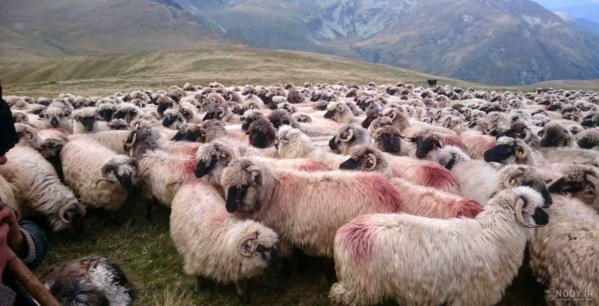 علائم عفونت ریه گوسفندان