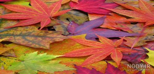 عکس پاییز هزار رنگ