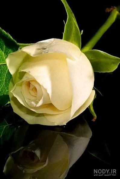 دانلود عکس گل رز زرد زیبا