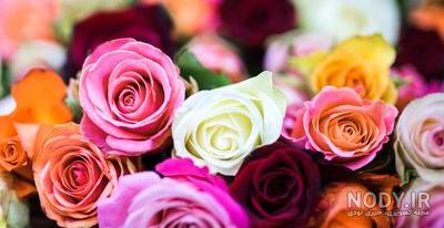 رز زرد زیباترین گلهای عکس گل