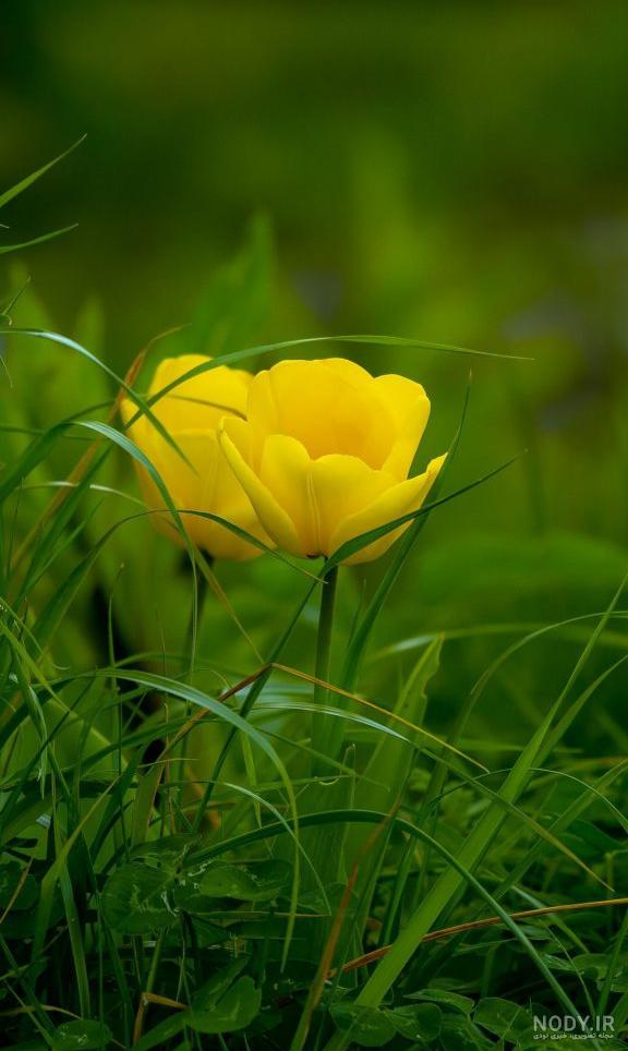 عکسهای زیبای گل رز زرد